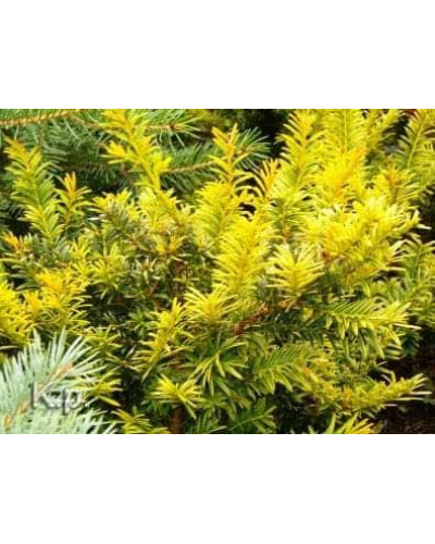 Тис ягідний Семперауреа | Тис ягодный Семперауреа | Taxus baccata Semperaurea