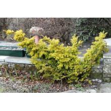 Тис ягідний Семперауреа | Тис ягодный Семперауреа | Taxus baccata Semperaurea