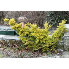 Тис ягідний Семперауреа | Тис ягодный Семперауреа | Taxus baccata Semperaurea