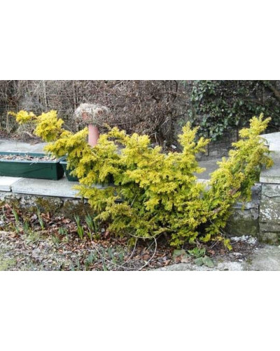 Тис ягідний Семперауреа | Тис ягодный Семперауреа | Taxus baccata Semperaurea