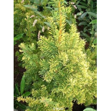 Тис ягідний Семперауреа | Тис ягодный Семперауреа | Taxus baccata Semperaurea