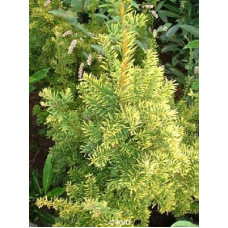 Тис ягідний Семперауреа | Тис ягодный Семперауреа | Taxus baccata Semperaurea