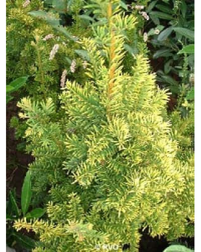 Тис ягідний Семперауреа | Тис ягодный Семперауреа | Taxus baccata Semperaurea