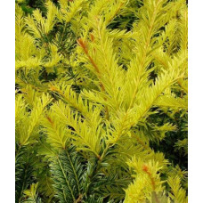 Тис ягідний Семперауреа | Тис ягодный Семперауреа | Taxus baccata Semperaurea