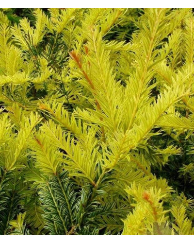 Тис ягідний Семперауреа | Тис ягодный Семперауреа | Taxus baccata Semperaurea