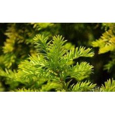Тис ягідний Семперауреа | Тис ягодный Семперауреа | Taxus baccata Semperaurea