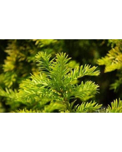 Тис ягідний Семперауреа | Тис ягодный Семперауреа | Taxus baccata Semperaurea