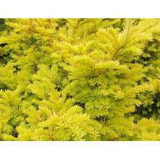 Тис ягідний Семперауреа | Тис ягодный Семперауреа | Taxus baccata Semperaurea