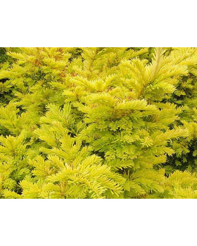 Тис ягідний Семперауреа | Тис ягодный Семперауреа | Taxus baccata Semperaurea