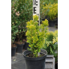 Тис ягідний Семперауреа | Тис ягодный Семперауреа | Taxus baccata Semperaurea