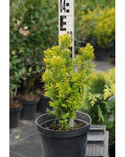 Тис ягідний Семперауреа | Тис ягодный Семперауреа | Taxus baccata Semperaurea