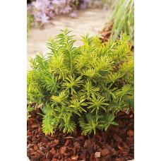 Тис ягідний Саммерголд | Тис ягодный Саммерголд | Taxus baccata Summergold