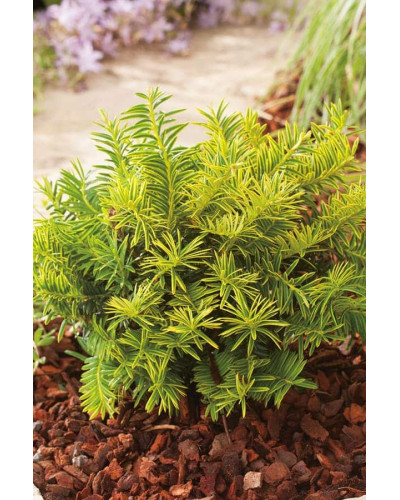 Тис ягідний Саммерголд | Тис ягодный Саммерголд | Taxus baccata Summergold