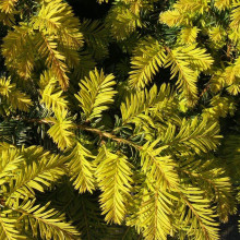 Тис ягідний Саммерголд | Тис ягодный Саммерголд | Taxus baccata Summergold