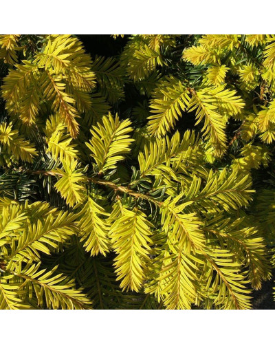 Тис ягідний Саммерголд | Тис ягодный Саммерголд | Taxus baccata Summergold