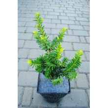 Тис ягідний Саммерголд | Тис ягодный Саммерголд | Taxus baccata Summergold