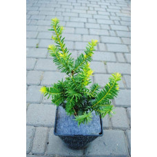 Тис ягідний Саммерголд | Тис ягодный Саммерголд | Taxus baccata Summergold