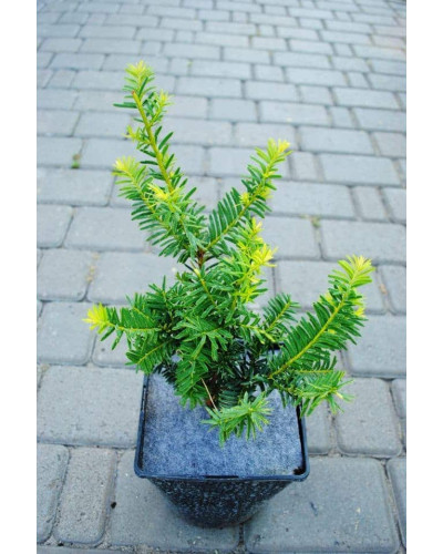 Тис ягідний Саммерголд | Тис ягодный Саммерголд | Taxus baccata Summergold