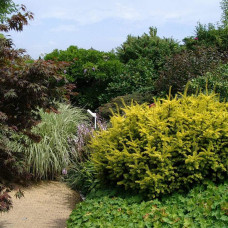 Тис ягідний Саммерголд | Тис ягодный Саммерголд | Taxus baccata Summergold