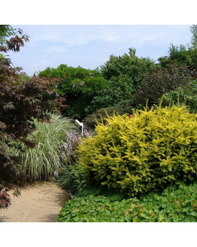 Тис ягідний Саммерголд | Тис ягодный Саммерголд | Taxus baccata Summergold