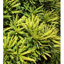Тис ягідний Саммерголд | Тис ягодный Саммерголд | Taxus baccata Summergold