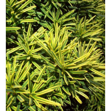 Тис ягідний Саммерголд | Тис ягодный Саммерголд | Taxus baccata Summergold