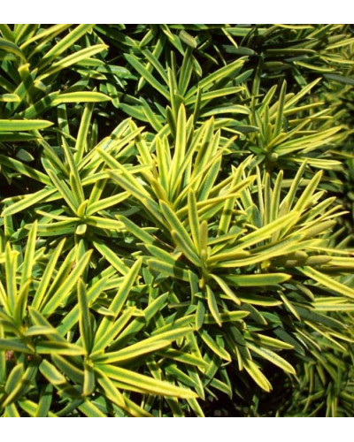 Тис ягідний Саммерголд | Тис ягодный Саммерголд | Taxus baccata Summergold