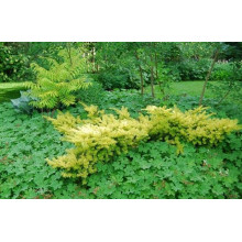 Тис ягідний Саммерголд | Тис ягодный Саммерголд | Taxus baccata Summergold