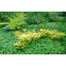 Тис ягідний Саммерголд | Тис ягодный Саммерголд | Taxus baccata Summergold