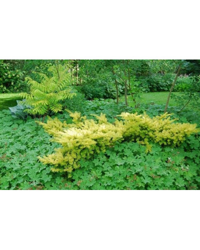 Тис ягідний Саммерголд | Тис ягодный Саммерголд | Taxus baccata Summergold