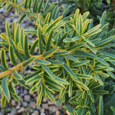 Тис ягідний Саммерголд | Тис ягодный Саммерголд | Taxus baccata Summergold
