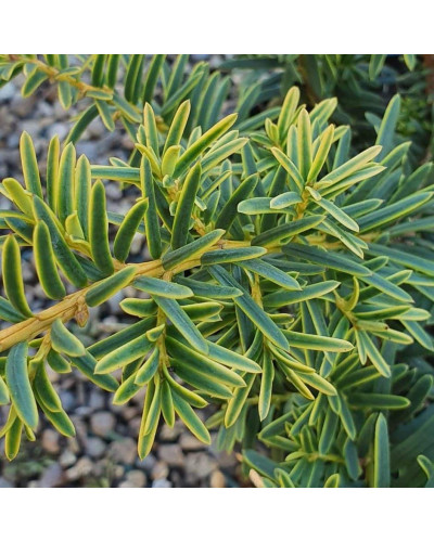 Тис ягідний Саммерголд | Тис ягодный Саммерголд | Taxus baccata Summergold