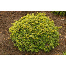 Тис ягідний Саммерголд | Тис ягодный Саммерголд | Taxus baccata Summergold