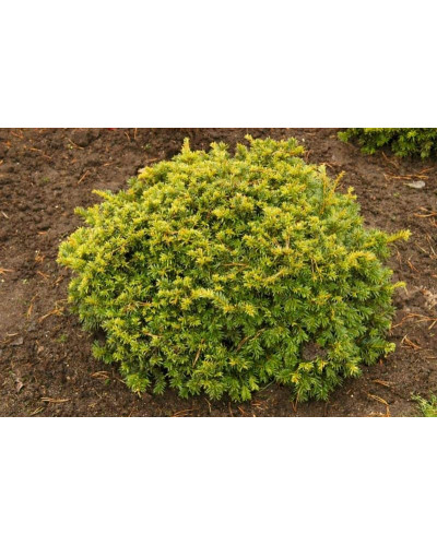 Тис ягідний Саммерголд | Тис ягодный Саммерголд | Taxus baccata Summergold