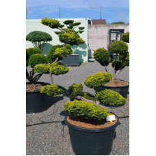 Тис ягідний Саммерголд | Тис ягодный Саммерголд | Taxus baccata Summergold