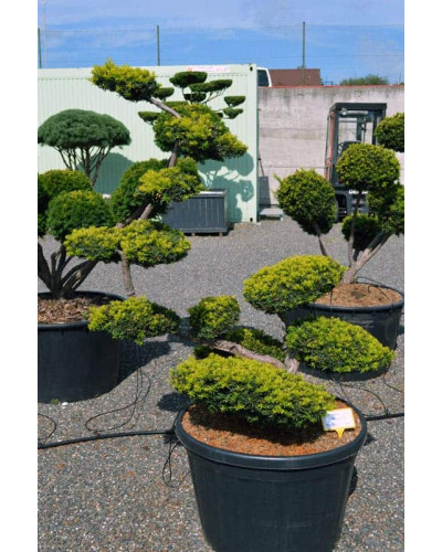 Тис ягідний Саммерголд | Тис ягодный Саммерголд | Taxus baccata Summergold