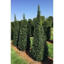 Тис ягідний | Тис ягодный | Taxus Baccata