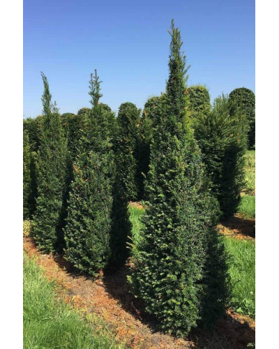 Тис ягідний | Тис ягодный | Taxus Baccata