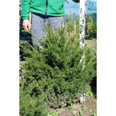 Тис ягідний | Тис ягодный | Taxus Baccata