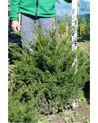 Тис ягідний | Тис ягодный | Taxus Baccata