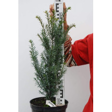 Тис ягідний | Тис ягодный | Taxus Baccata