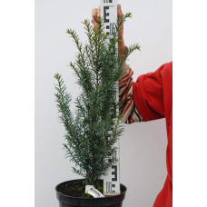 Тис ягідний | Тис ягодный | Taxus Baccata