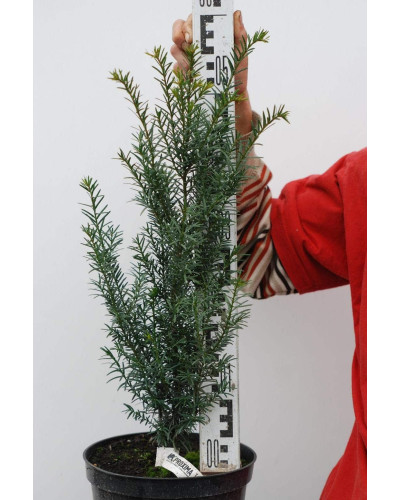 Тис ягідний | Тис ягодный | Taxus Baccata