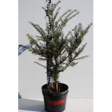 Тис ягідний | Тис ягодный | Taxus Baccata