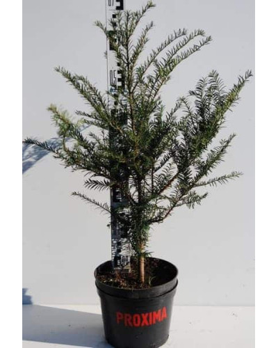 Тис ягідний | Тис ягодный | Taxus Baccata