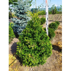 Тис ягідний | Тис ягодный | Taxus Baccata