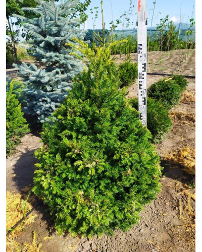 Тис ягідний | Тис ягодный | Taxus Baccata