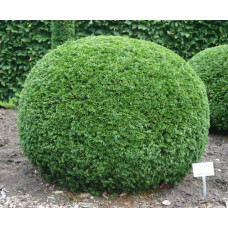 Тис ягідний | Тис ягодный | Taxus Baccata