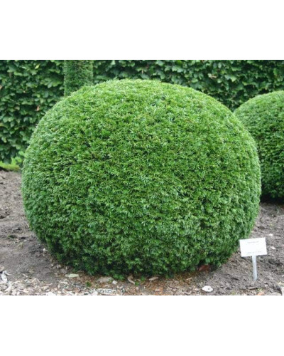Тис ягідний | Тис ягодный | Taxus Baccata