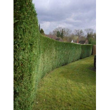 Тис ягідний | Тис ягодный | Taxus Baccata